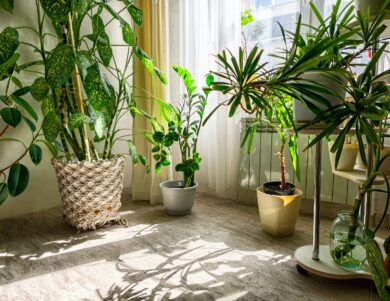 98036194_indoor-plant-arrangement-in-a-sunlit-room-with-large-windows-and-natural-light-enhancing-greenery